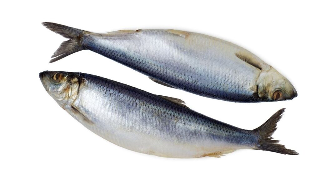 Herring fish for weight loss