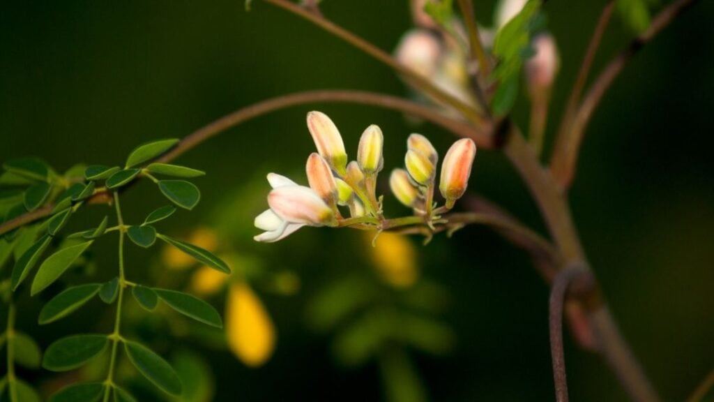 Moringa leaf for weight loss