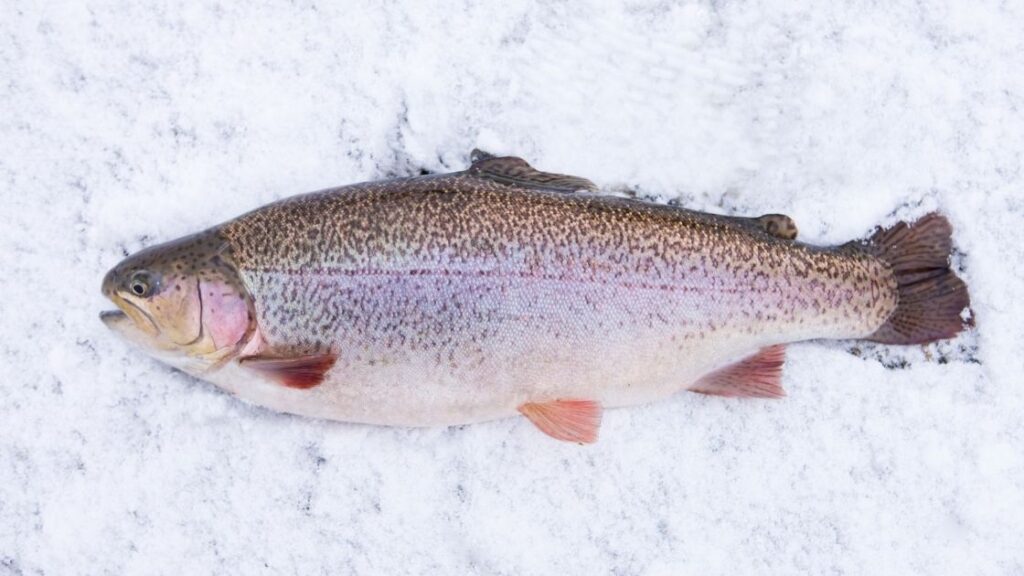 Rainbow trout fish for weight loss