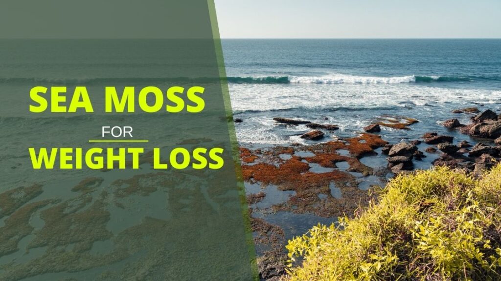 How to Use Sea Moss for Weight Loss?