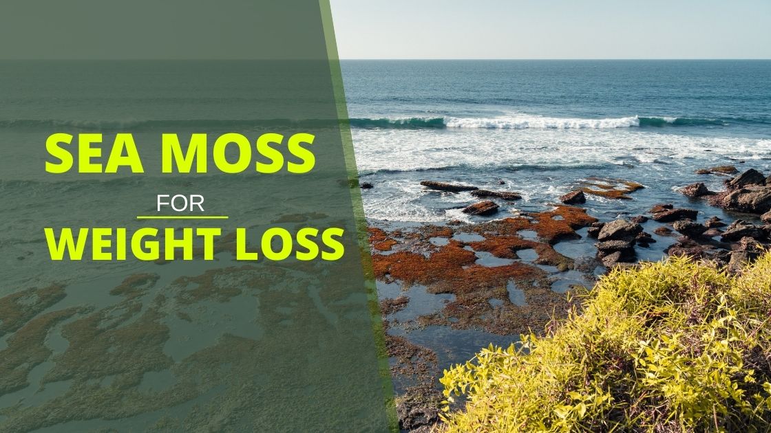 best sea moss for weight loss