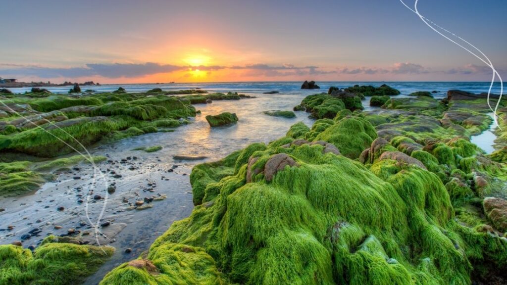 How to Use Sea Moss for Weight Loss?