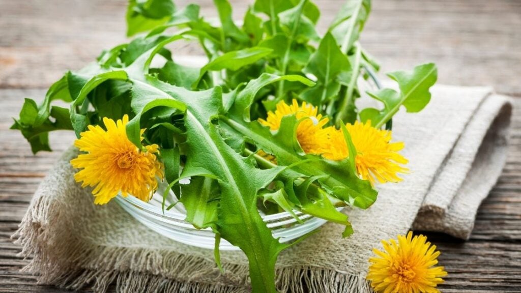 Dandelion Greens