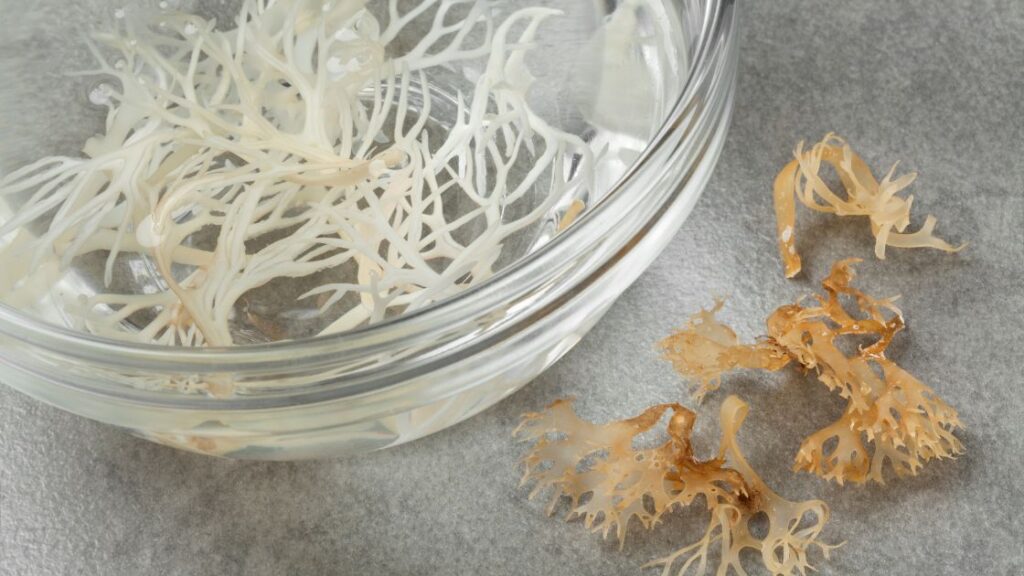 benefits of irish sea moss