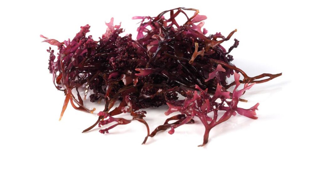 benefits of Sea Moss