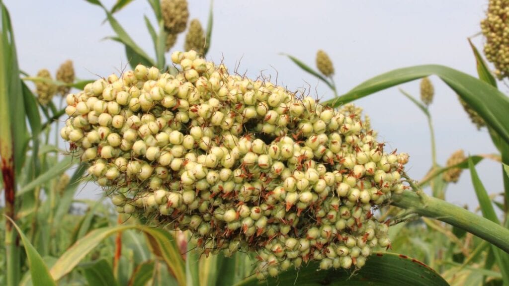 Sorghum / Jowar