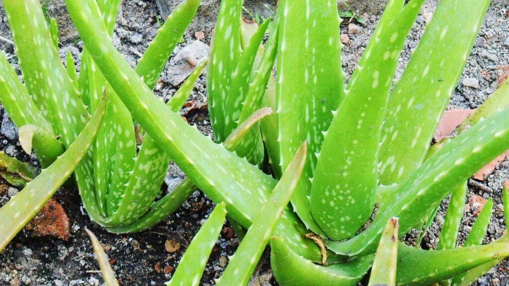 consuming Aloe Vera