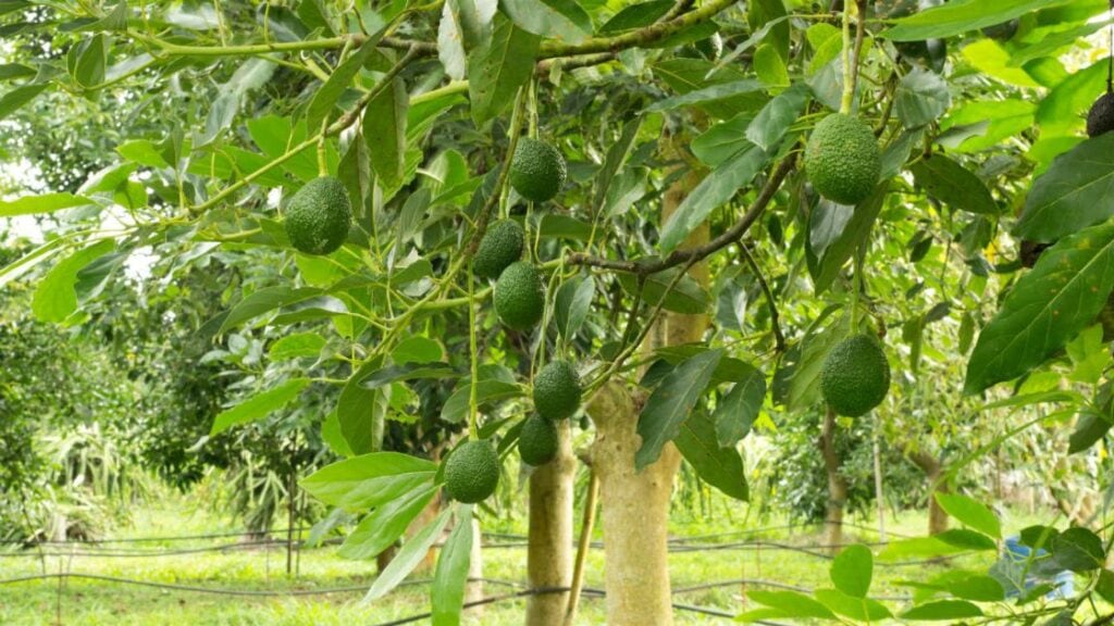 Avocado tree