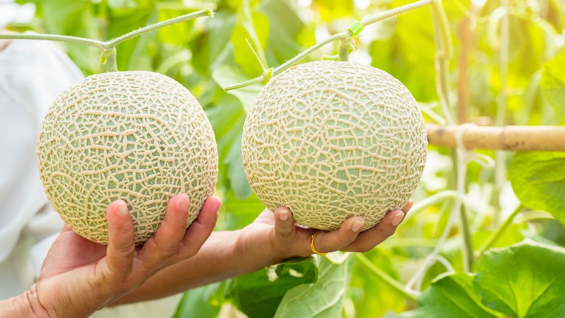 Cantaloupe - The Juiciest and Pulpy Fruit