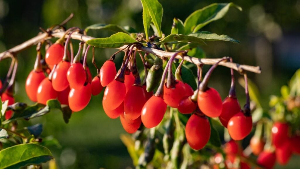 Goji berries 