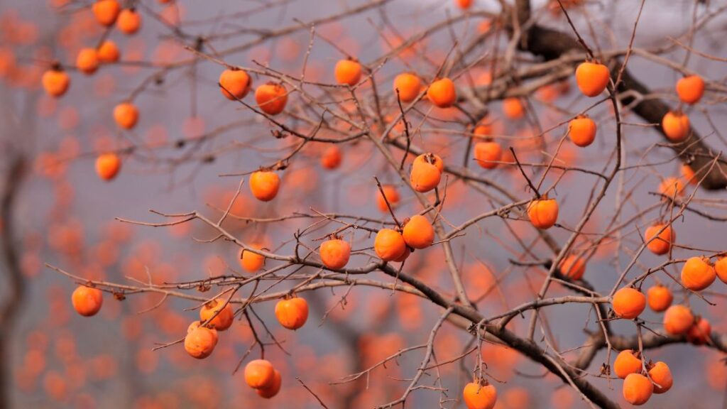 Persimmon on a tree