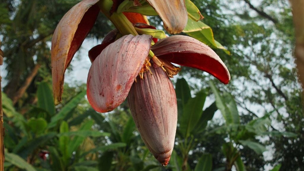 banana flower