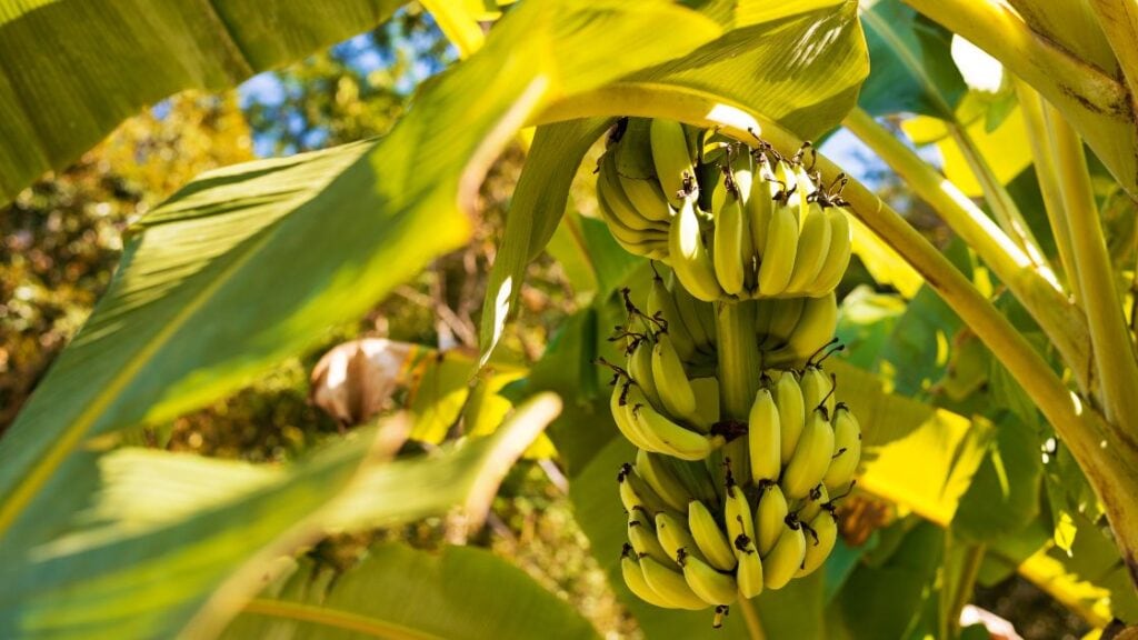 banana hanging from tree