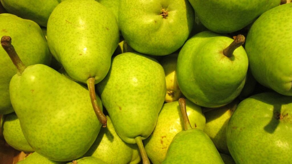 Bosc Pear physical Description