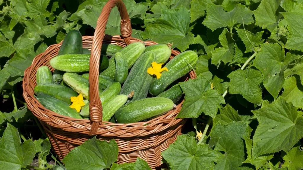 Cucumbers health benefits