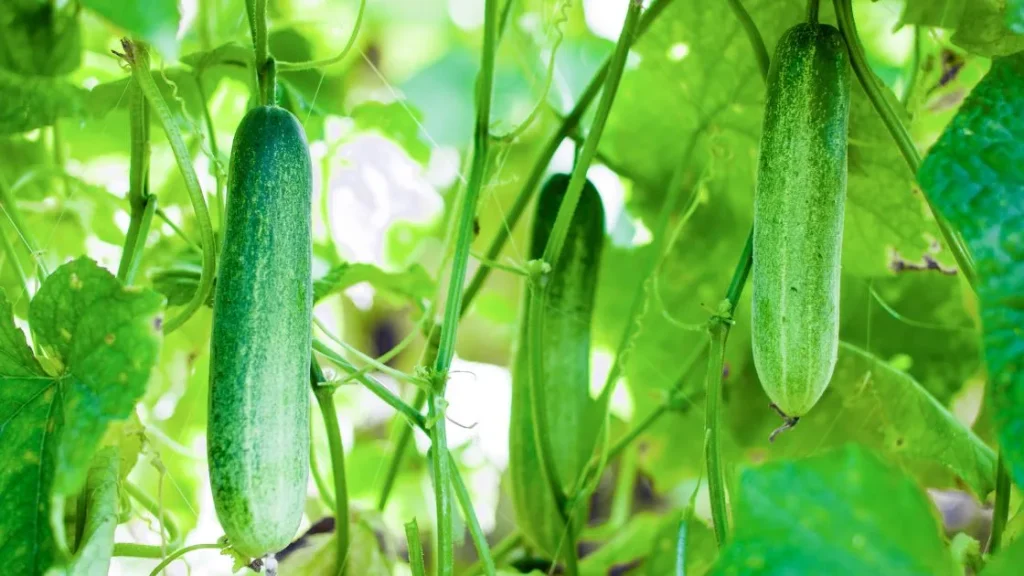 cucumber hanging