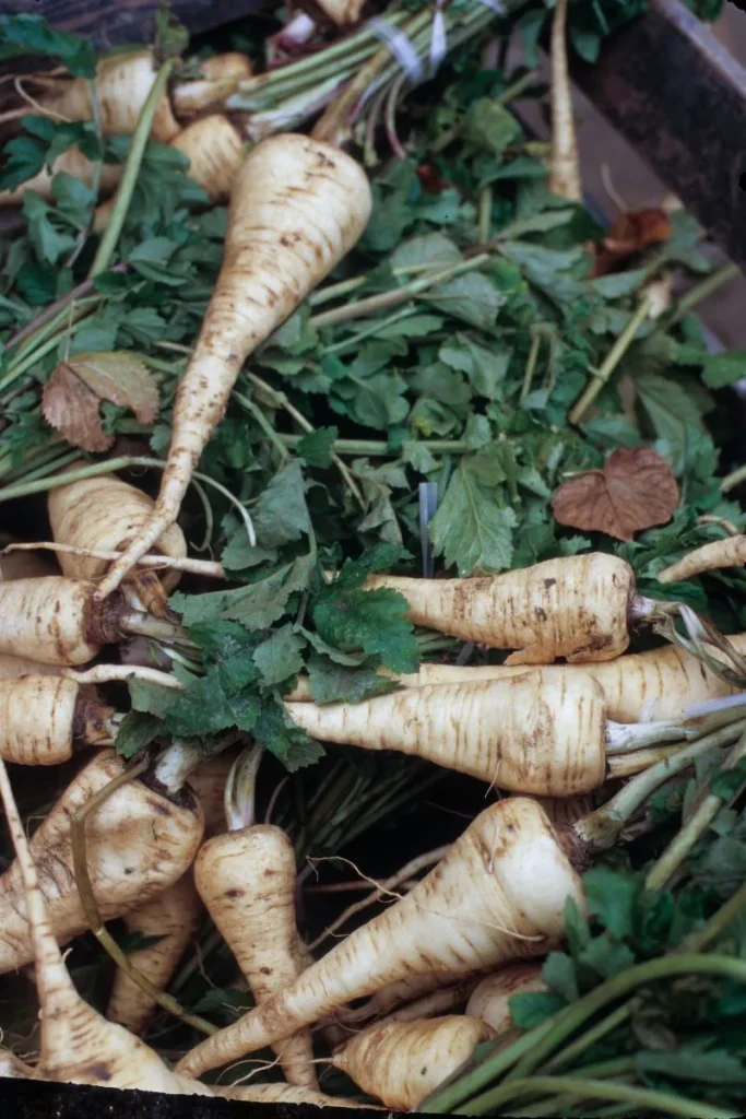 Parsnips