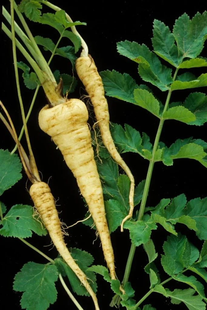 Parsnips