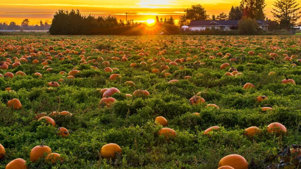 Pumpkin in field