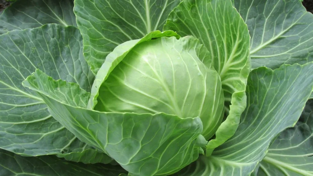 cabbage