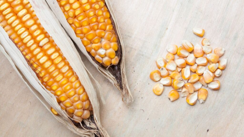 corn grain Description