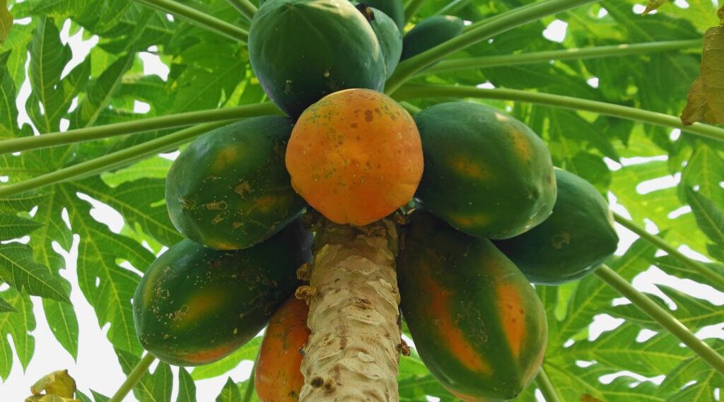papaya on the tree