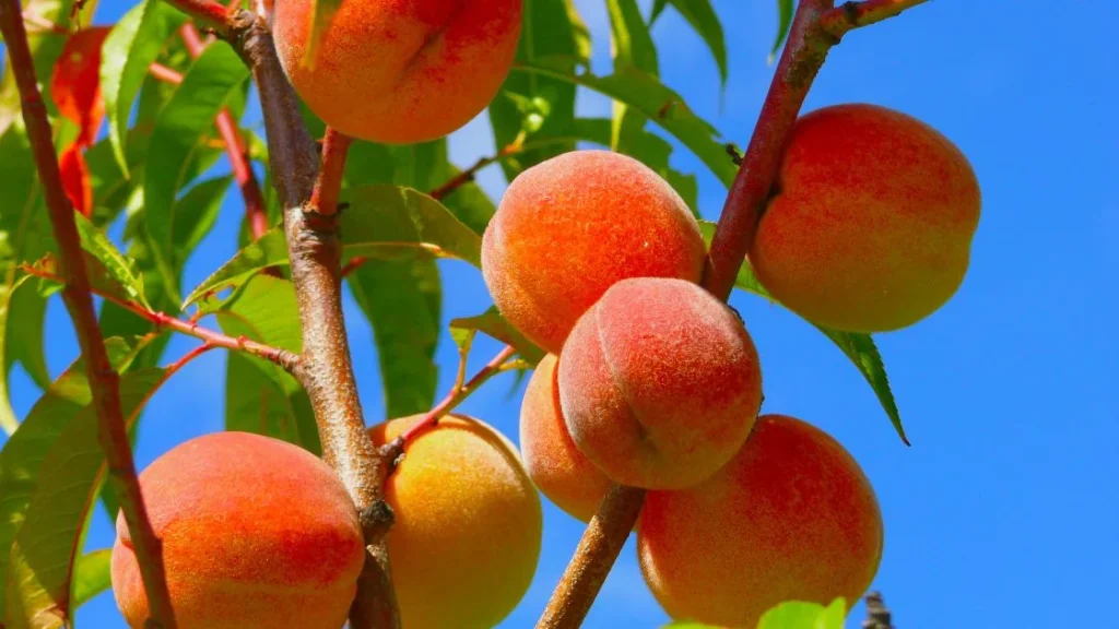 peaches on tree