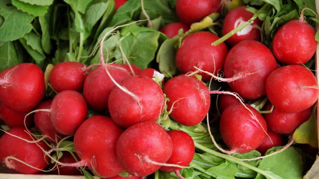 Radish