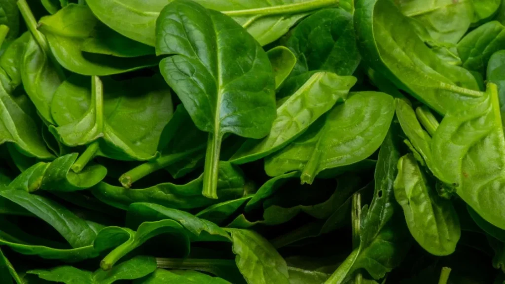 fresh spinach