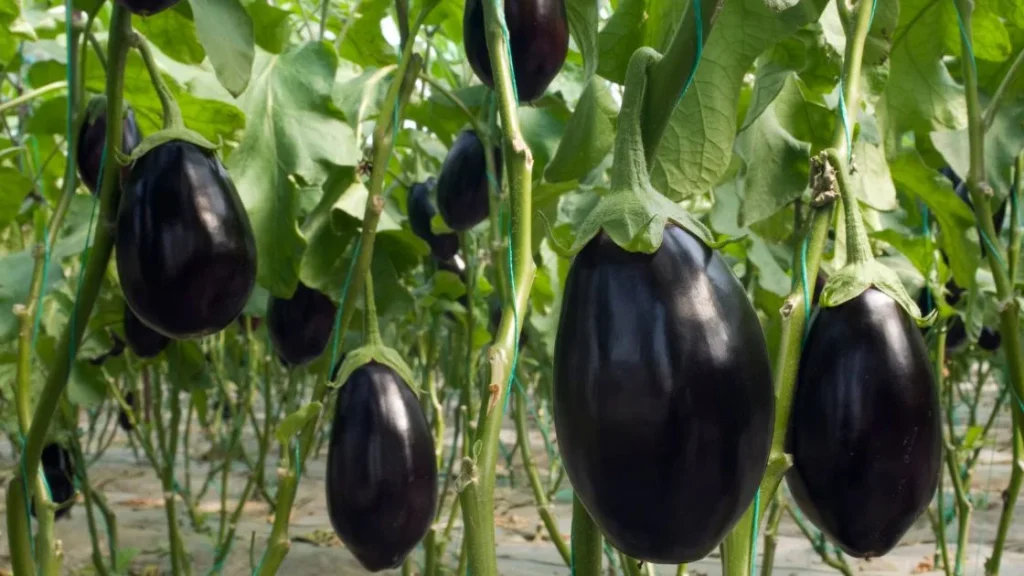 Eggplant