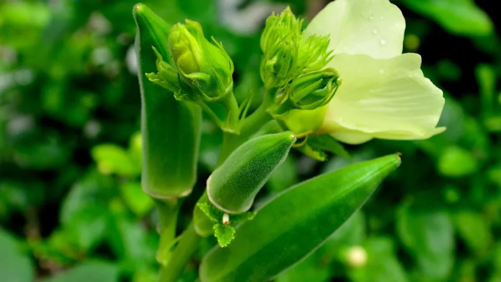 Okra production